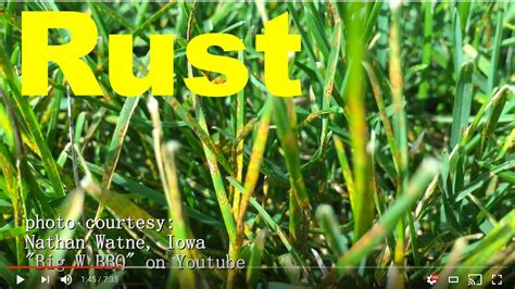 I moved into a new house last fall. How To Get Rid Of Rust Disease/Fungus In The Lawn - YouTube