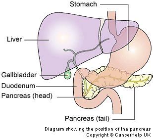  functions as a reservoir for bile produced  at the head of the pancreas, the common by the liver. "Dead" Pancreas | Jane K. Dickinson, RN, PhD, CDE