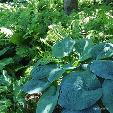 Hosta Ferns Shade Garden Plant Leaves Shade Garden Garden