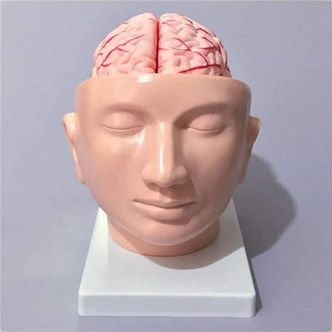 Amazon Com Mkulous Human Brain Model Head Anatomy And Cerebral Model