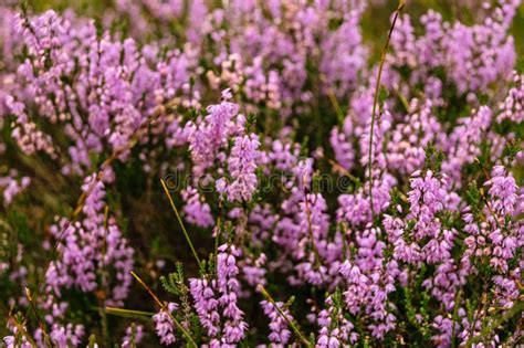 Heather On Scottish Moorlands Stock Photo Image Of Closeup Colour