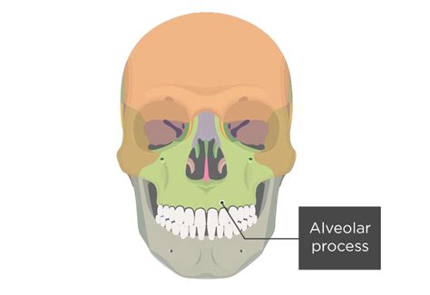 Alveolar Process