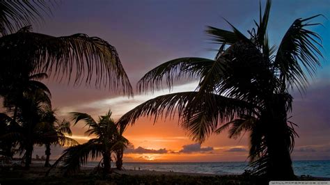 Black silhouette palm trees seamless pattern. Palm Tree Sunset Wallpaper (70+ images)