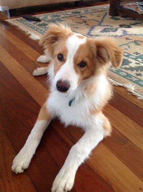 Honey The Boarder Collie 6 Months Old Collie Beautiful Dogs Collie