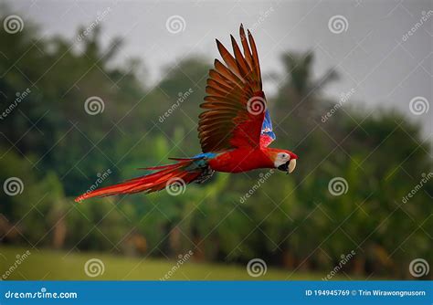 Beautiful Colorful Macaw Parrot Bird Flying In The Forest Stock Image