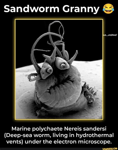 Sandworm Granny Marine Polychaete Nereis Sandersi Deep Sea Worm