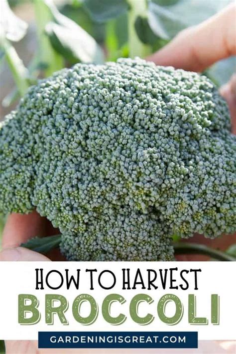How To Harvest Broccoli Gardening Is Great
