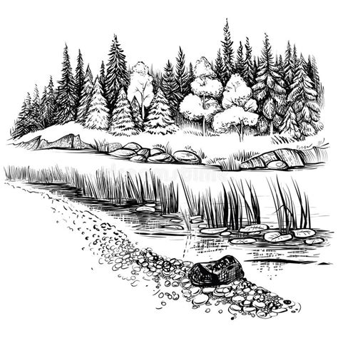 River Landscape With Conifer Forest Vector Illustration Stock Vector