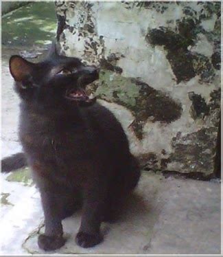 Memang sudah begitu sifatnya, kucing ada anginnya juga macam manusia. Foto Kucing Hitam Lagi Marah Seperti Foto Anjing