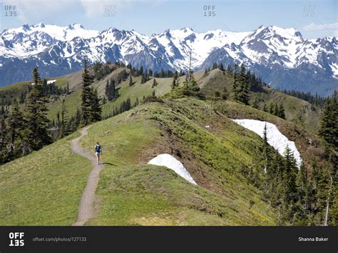 Woman Hiking In The Hurricane Ridge Area Of Olympic National Park