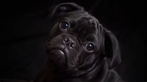 Download Wallpaper 1920x1080 Pug Dog Black Cute Pet Full Hd Hdtv Fhd 1080p Hd Background