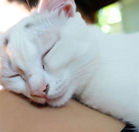 The Mystery Of Cats Sleeping On Top Of You Decoded With 10