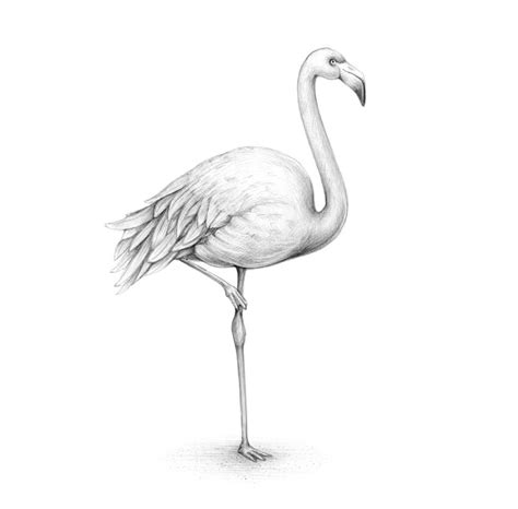 How To Draw A Flamingo