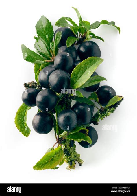 Fresh Sloe Berries Fron The Blackthorn Bush Prunus Spinosa Stock Photo