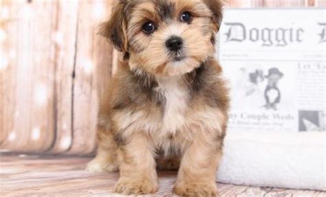 To learn more about each. Shorkie Tzu Puppy for Sale - Adoption, Rescue for Sale in ...