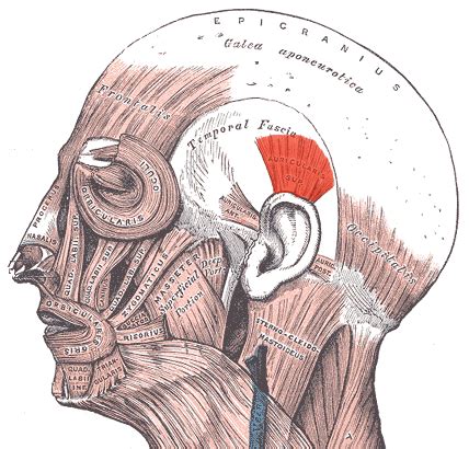 Auricular Muscle Liberal Dictionary