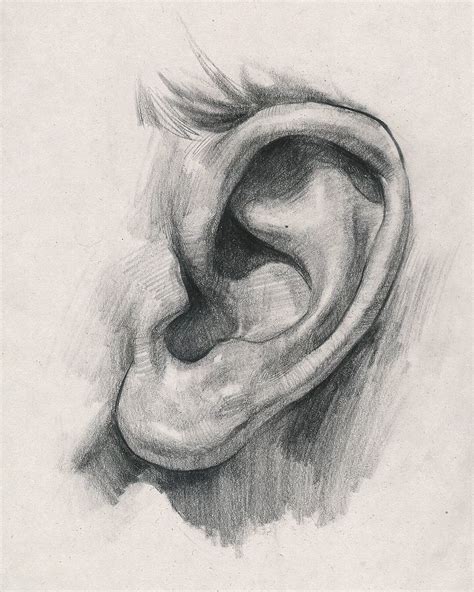 Artstation Ear Side View