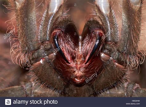 But also large insects and even small rodents. Goliath Bird Eating Tarantula Stock Photos & Goliath Bird ...
