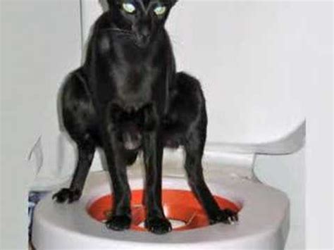 Train your cat to use the toilet and prevent the feline from walking on counter tops, where it might spread an infection. Litter Kwitter Cat / Kitten toilet training system amazing ...
