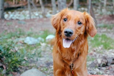 If you want to know 5 best dog food for golden retriever right now. Red Golden Retriever: The Complete Dog Breed Guide - All ...