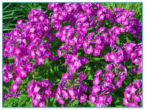 Though flowers last for a day only, the mounds of dwarf mexican petunia are stunning as the procession of delicate blooms seem endless throughout the hot season, which in our tropical country will be constant year round! All Year Round Plants And Flowers Uk | Home Improvement