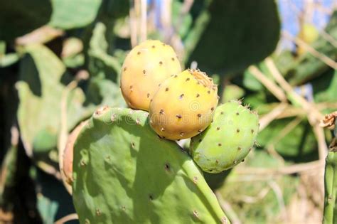 Learn how to harvest and prepare this tasty and delicious harvesting prickly pear cactus fruit. Opuntia Or Prickly Pear, Cactus With Fruits Stock Photo ...