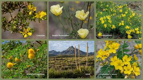 Yellow Wildflowers Big Bend National Park Us National Park Service