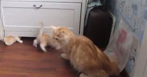 Kittens Run For Cover As Mother Cats Jump Goes Wrong Video