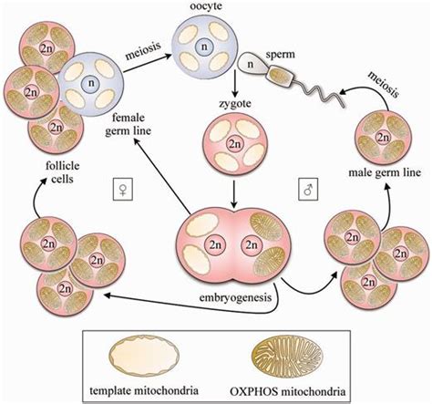 This is the largest cell organelle that is present in both plant and animal cell. A model for maintenance of mtDNA by maternal inheritance ...