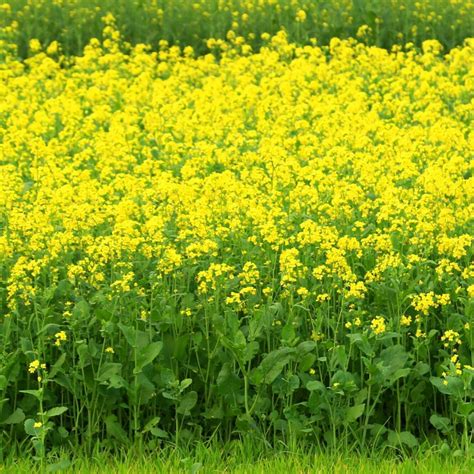 Mustard Plant