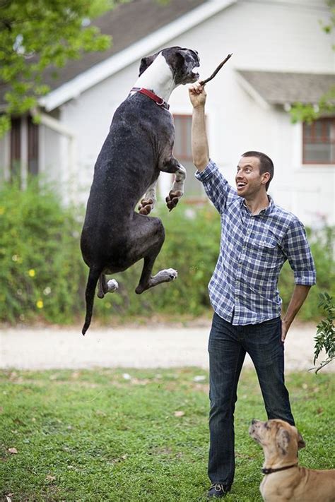 9 Signs Your Great Dane Is Obsessed With You Sonderlives