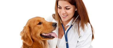 At blackhawk veterinary hospital, we understand the special bond you share with your pet. Vet Clinics | Pet Store Vet Clinic - Petsense