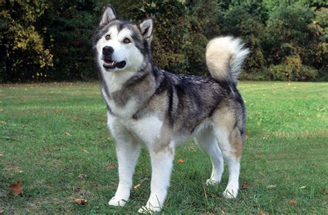 Alaskan Malamute Breed Information