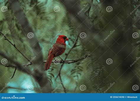 Red Cardinal Bird Standing On A Branch With Defocused Trees In The