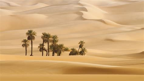 2560x1440 Trees In Desert Dune Photography 1440p Resolution Wallpaper