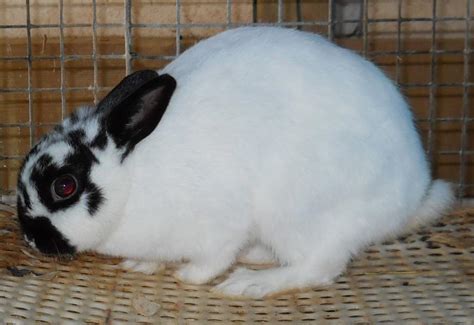 Polish Rabbit Pair For Sale Usa Rabbit Breeders