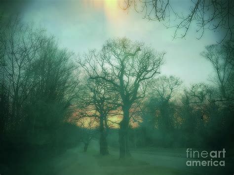 Foggy Woodland Scene Photograph By Tom Gowanlock Fine Art America