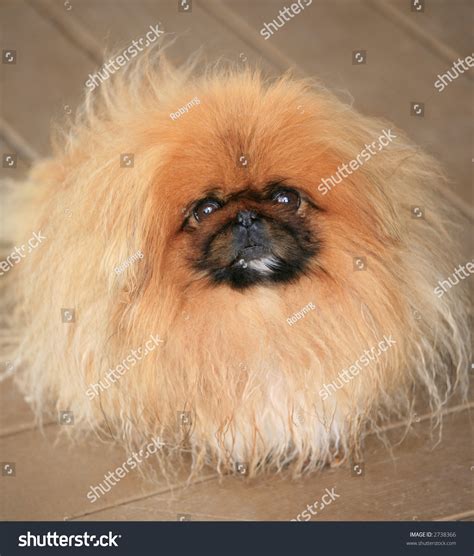 Cute Fluffy Pekingese Dog Stock Photo 2738366 Shutterstock