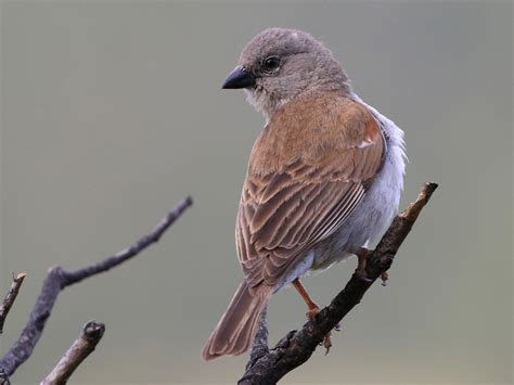Southern Gray Headed Sparrow Ebird