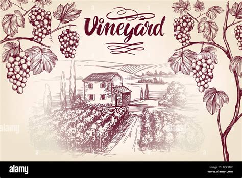 Grape Vine Vineyard Grape Calligraphy Text Hand Drawn Vector