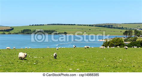 Sheep Siblyback Lake Cornwall Siblyback Lake Near Liskeard Bodmin Moor