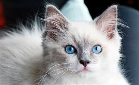 Blue Point Ragdoll Cat Breed All You Need To Know About Ragdoll Kitten
