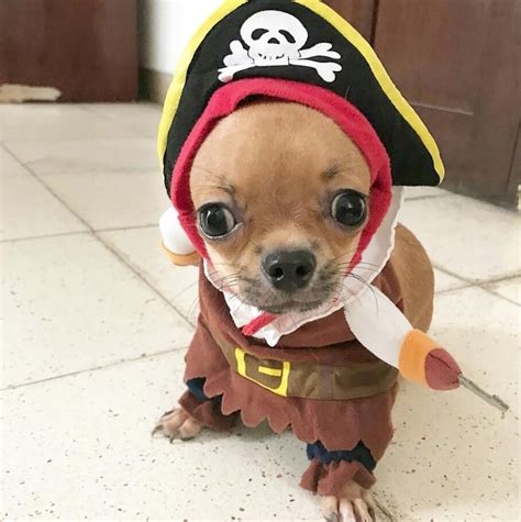 60 Best Halloween Costumes For Chihuahuas Page 16 The Paws