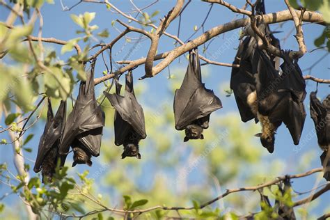 Spectacled Flying Fox Colony Roosting During Daytime Stock Image