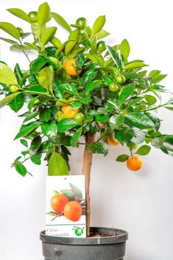Mini Orange Tree Indoor Types Care And How To Keep It Small
