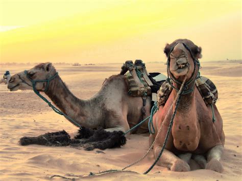 Fotos Gratis Paisaje Desierto Camello África Fauna Vacaciones