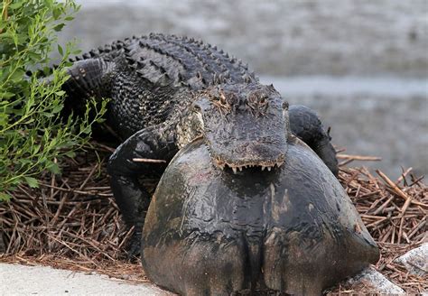 This Gator At Huntington Beach State Park Is Snacking On A Ray How