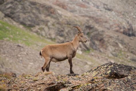 Free Images Mammal Alpine Fauna Antelope Mountain Goat Wild