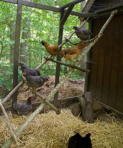 How To Build A Chicken Roost Out Of Tree Branches Chicken Roost Chickens Backyard Chicken