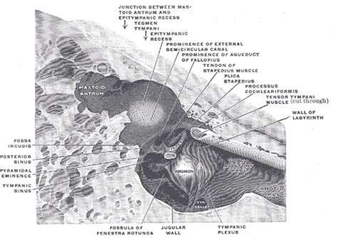 The Middle Ear Or Tympanic Cavity Human Anatomy